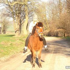 Islænder Kjarval fra Ryttergården2