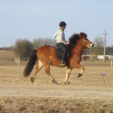 Islænder Kjarval fra Ryttergården2