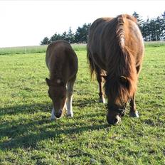 Shetlænder Nørbæks Nelly