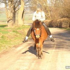 Islænder Kjarval fra Ryttergården2