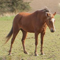 Welsh Pony (sec B) | Amigo Bluebell |