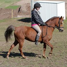 Welsh Pony (sec B) | Amigo Bluebell |