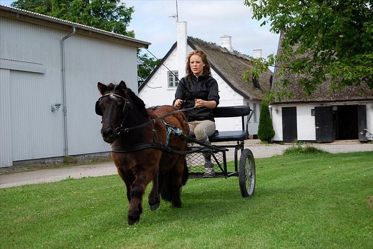 Shetlænder TinTin  (Solgt) billede 18