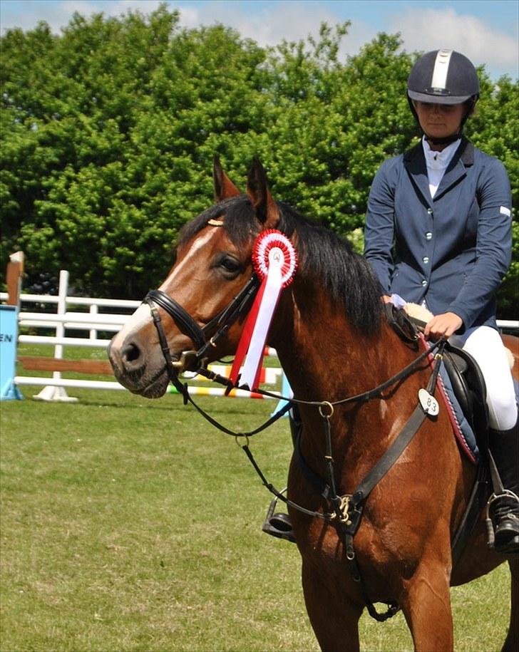 Dansk Varmblod Le Mans  - Nr. 1 i LA** i Svendborg billede 9