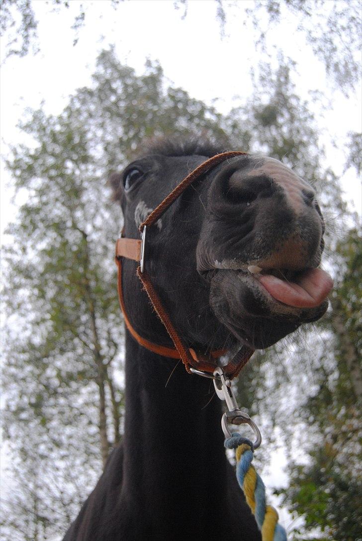 New Forest / Araber Pinocchio - Fjollerik! <3 billede 13