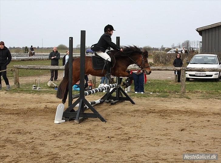 Anden særlig race Passo<3 i; - SOLGT :-/ billede 11