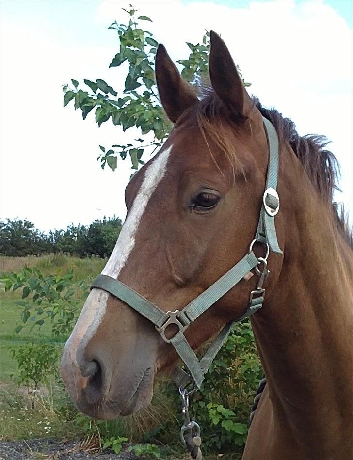 Anden særlig race Jacob<3 - Velkommen til Jacob´s profil håber i syntes godt om ham :) <3 billede 1