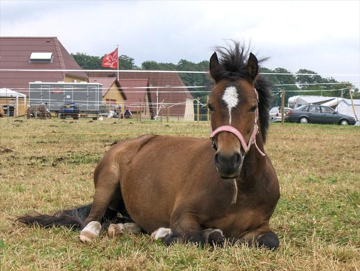 Welsh Pony (sec B) Assemoses Chennel billede 16