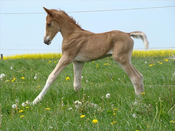 Pinto Well Done billede 1