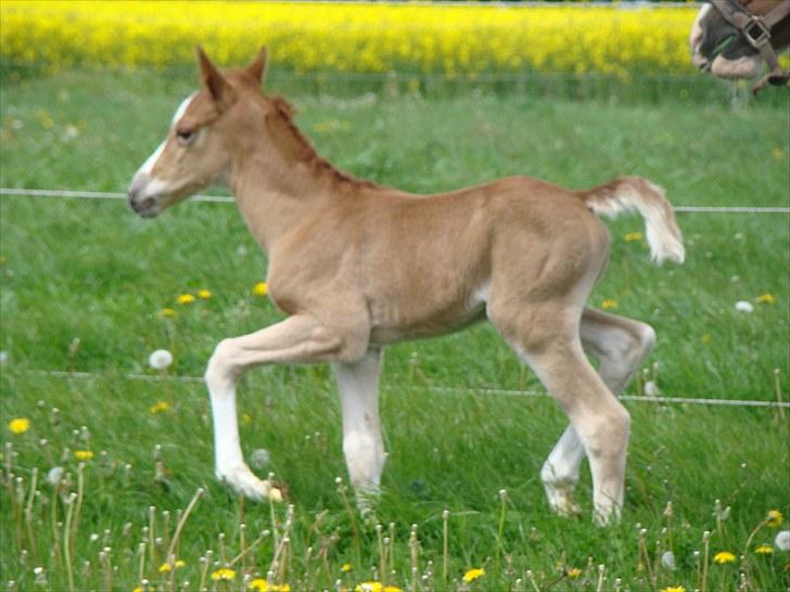 Pinto Well Done billede 2