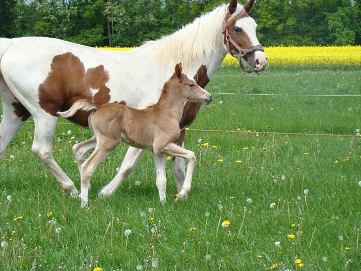 Pinto Well Done billede 3