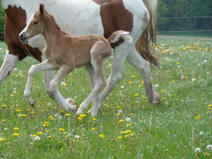 Pinto Well Done billede 4