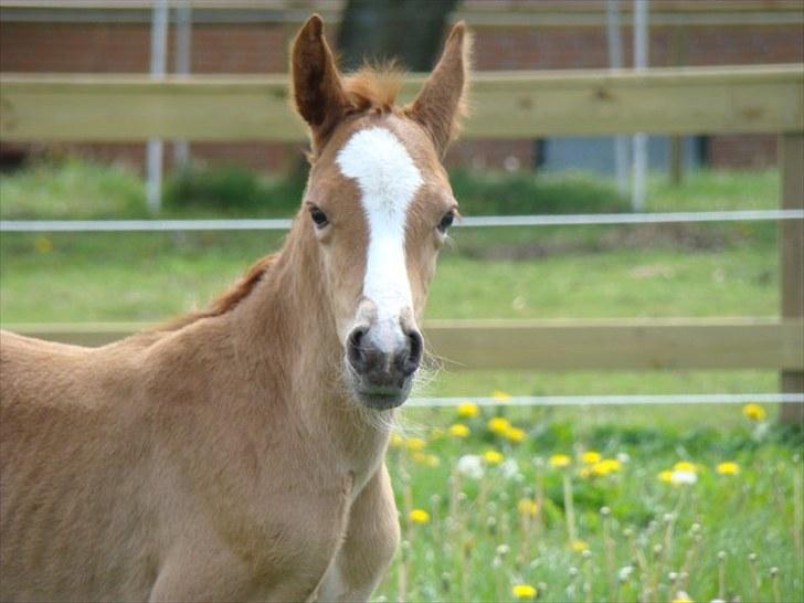 Pinto Well Done billede 5