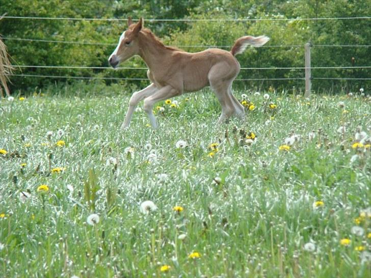 Pinto Well Done billede 6