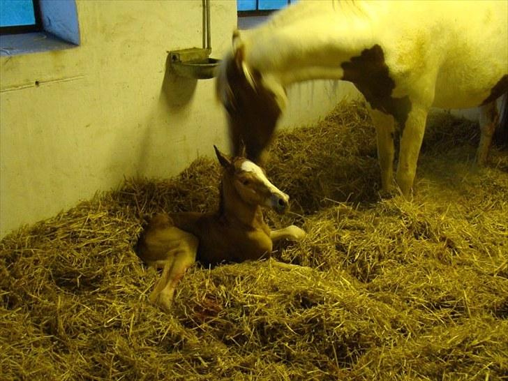 Pinto Well Done billede 7