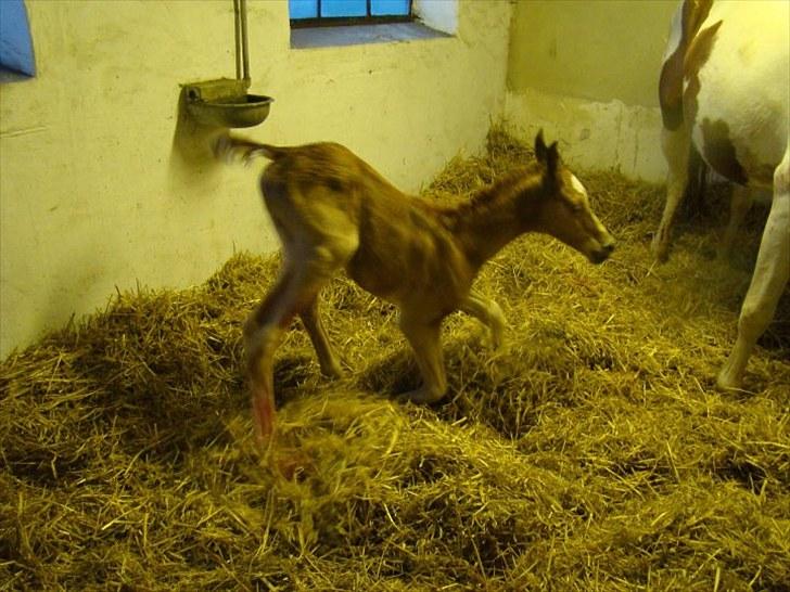 Pinto Well Done billede 8