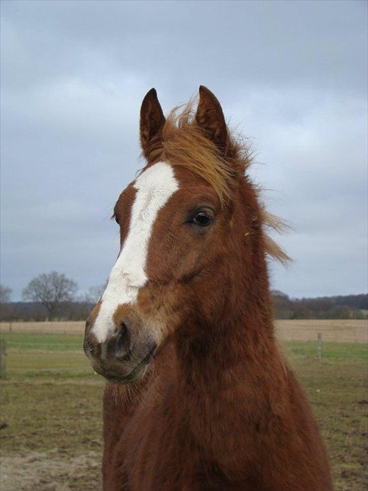 Pinto Well Done billede 9