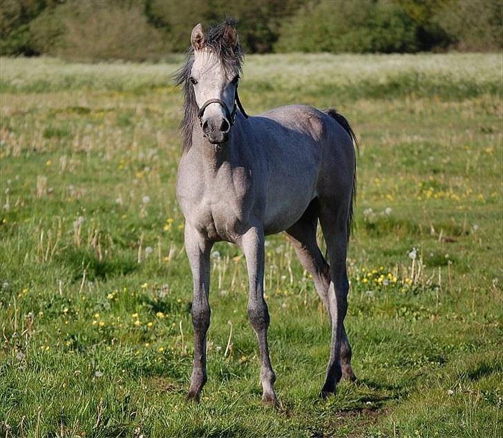 Arabisk fuldblod (OX) DY Faheema billede 7