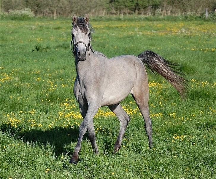 Arabisk fuldblod (OX) DY Faheema billede 8