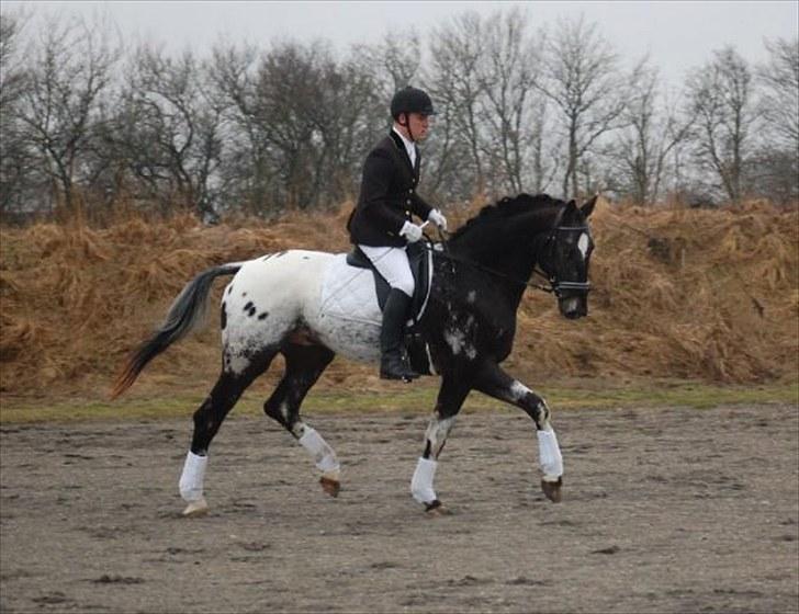 Knabstrupper Sirdro Song (Hingst) - sirdro og ejer  billede 19