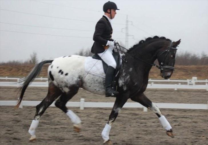 Knabstrupper Sirdro Song (Hingst) - sirdro og ejer billede 20