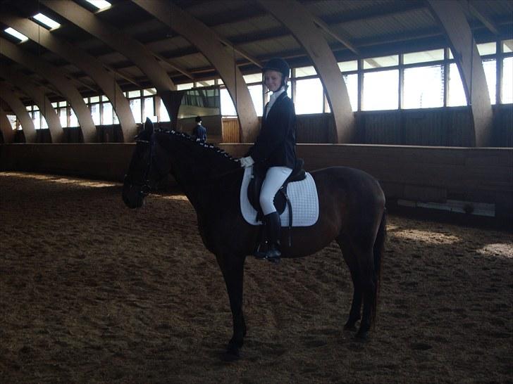 Anden særlig race Schwaba (Rideskole hest) billede 16