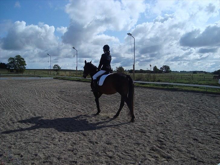 Anden særlig race Schwaba (Rideskole hest) billede 17