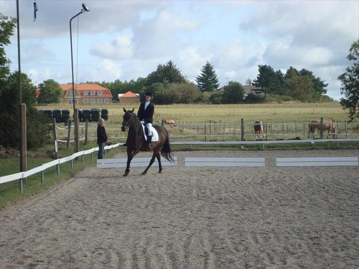 Anden særlig race Schwaba (Rideskole hest) billede 18