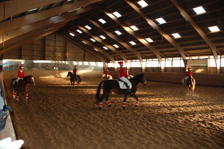 Anden særlig race Schwaba (Rideskole hest) billede 19