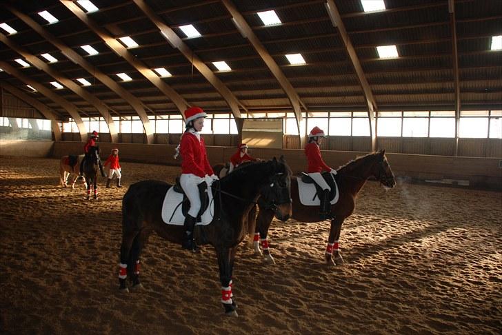 Anden særlig race Schwaba (Rideskole hest) billede 20