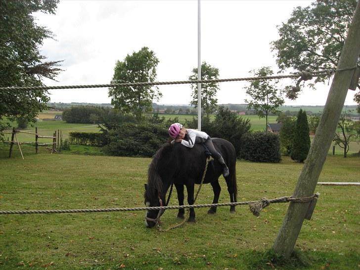 Welsh Pony af Cob-type (sec C) Kivi (SOLGT)  - Dejlig afslapning 2009 billede 18