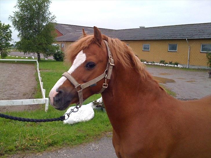 Welsh Mountain (sec A) Gærshøj Chareaun *solgt* billede 1