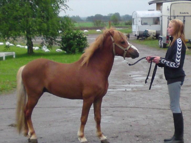 Welsh Mountain (sec A) Gærshøj Chareaun *solgt* billede 2