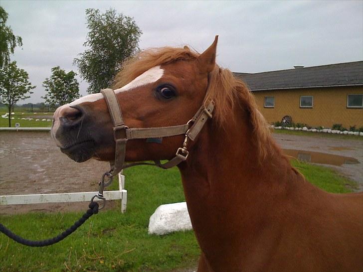 Welsh Mountain (sec A) Gærshøj Chareaun *solgt* billede 3