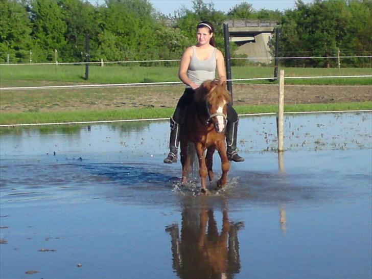 Welsh Mountain (sec A) Gærshøj Chareaun *solgt* billede 4