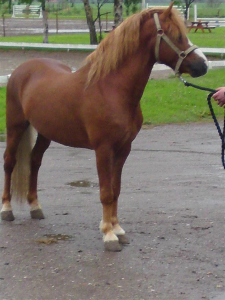 Welsh Mountain (sec A) Gærshøj Chareaun *solgt* billede 5