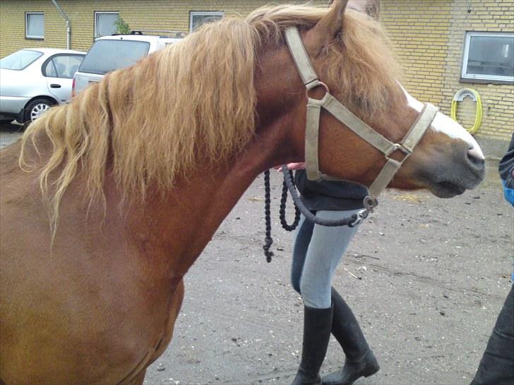 Welsh Mountain (sec A) Gærshøj Chareaun *solgt* billede 7