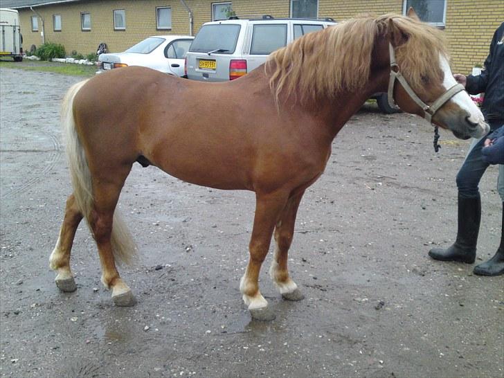 Welsh Mountain (sec A) Gærshøj Chareaun *solgt* billede 8