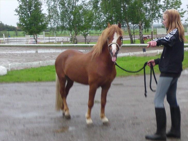 Welsh Mountain (sec A) Gærshøj Chareaun *solgt* billede 9