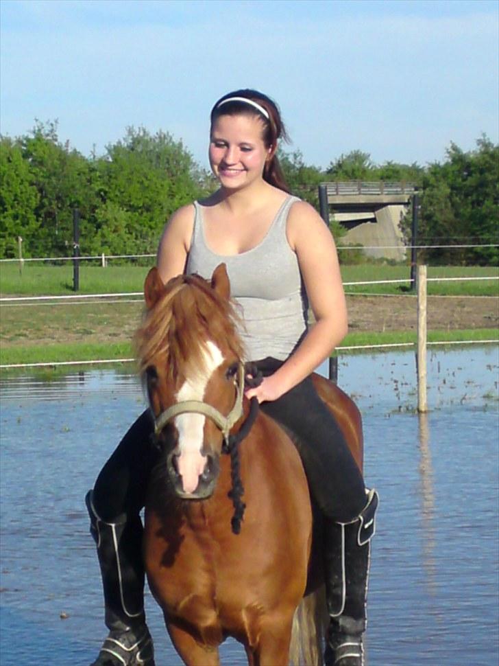 Welsh Mountain (sec A) Gærshøj Chareaun *solgt* billede 11