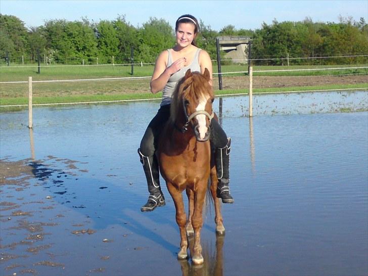 Welsh Mountain (sec A) Gærshøj Chareaun *solgt* billede 12