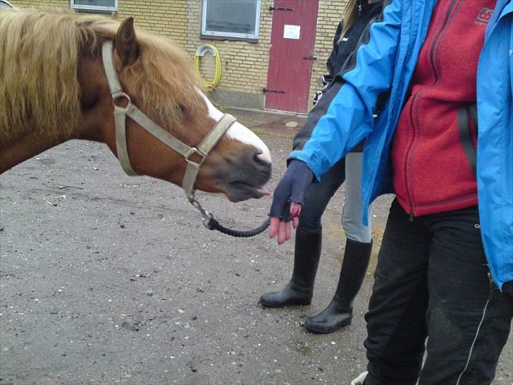 Welsh Mountain (sec A) Gærshøj Chareaun *solgt* billede 13