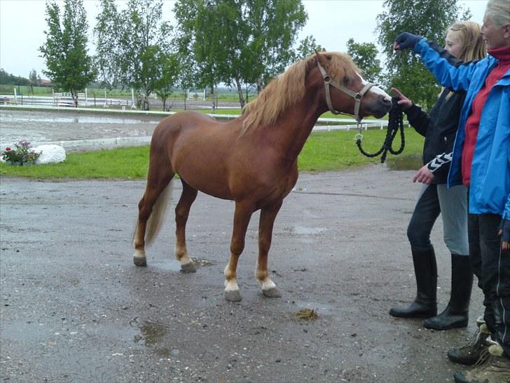 Welsh Mountain (sec A) Gærshøj Chareaun *solgt* billede 14