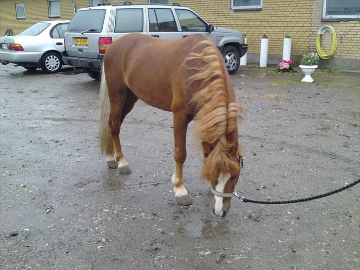 Welsh Mountain (sec A) Gærshøj Chareaun *solgt* billede 15