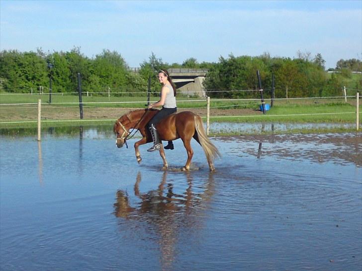 Welsh Mountain (sec A) Gærshøj Chareaun *solgt* billede 16