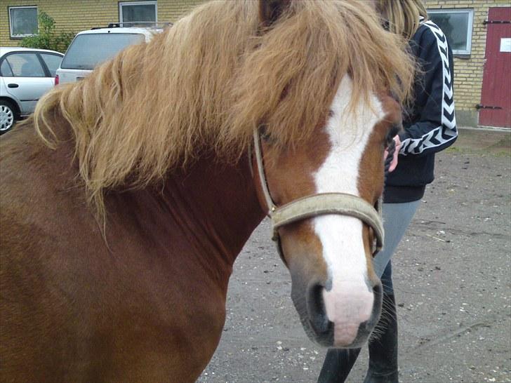 Welsh Mountain (sec A) Gærshøj Chareaun *solgt* billede 17