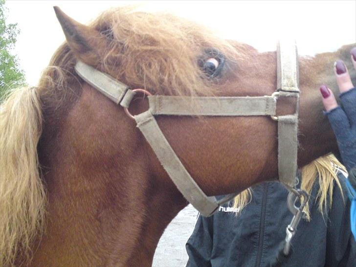 Welsh Mountain (sec A) Gærshøj Chareaun *solgt* billede 18