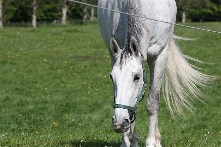 Holstener Chuck billede 5