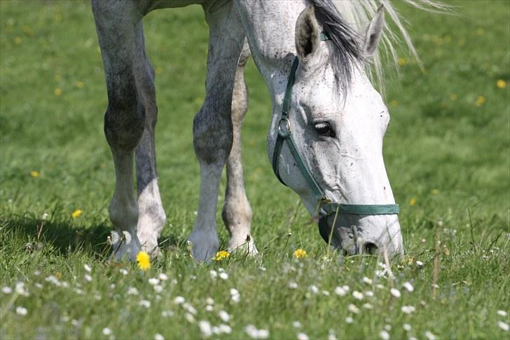 Holstener Chuck billede 6