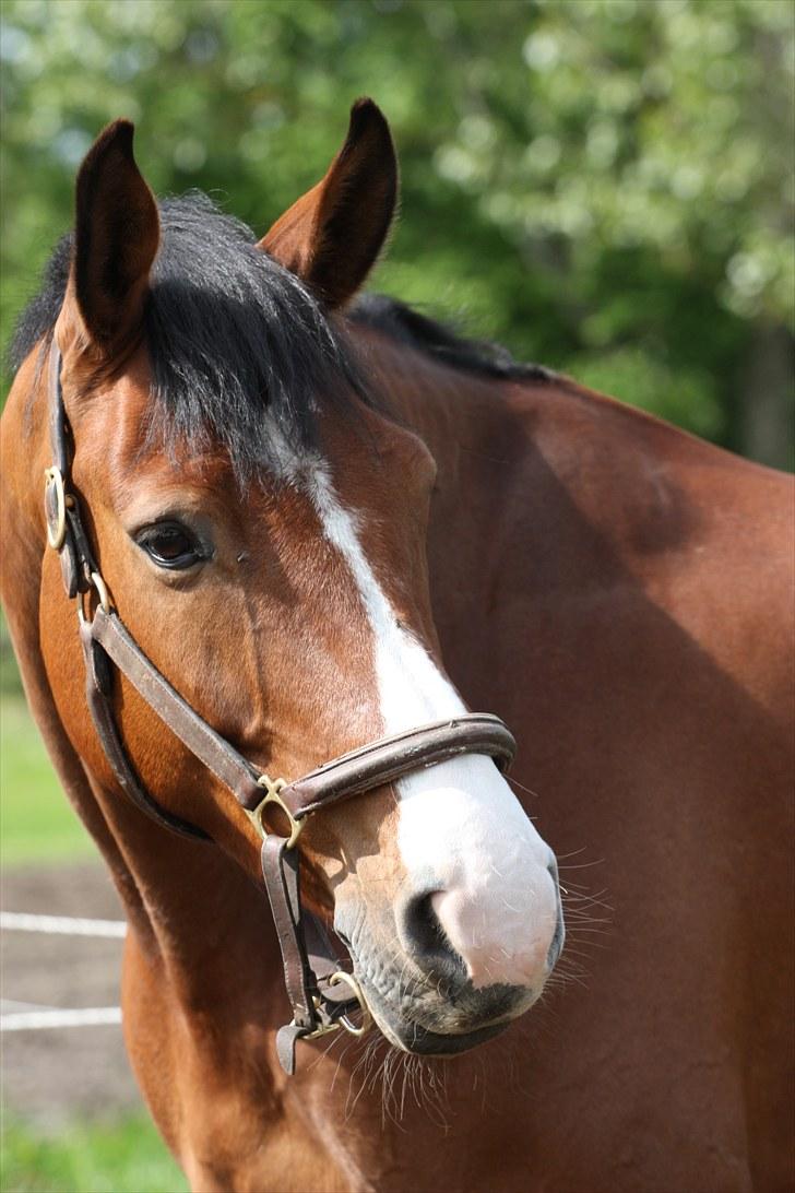 Dansk Varmblod Søndervangs Armstrong - Min smukke hest! <3 billede 10